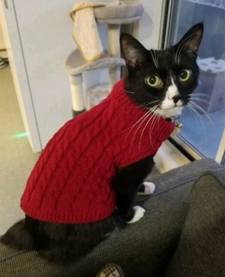 Suéter de Patrón Trenzado para Mascota LN010