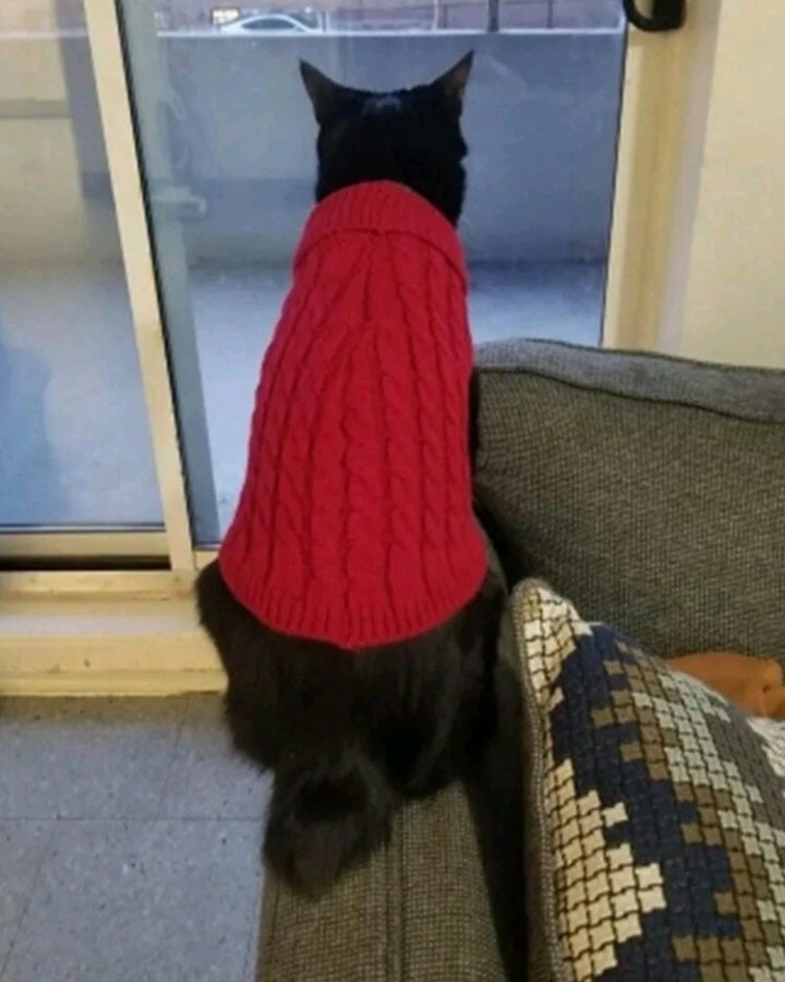 Suéter de Patrón Trenzado para Mascota LN010